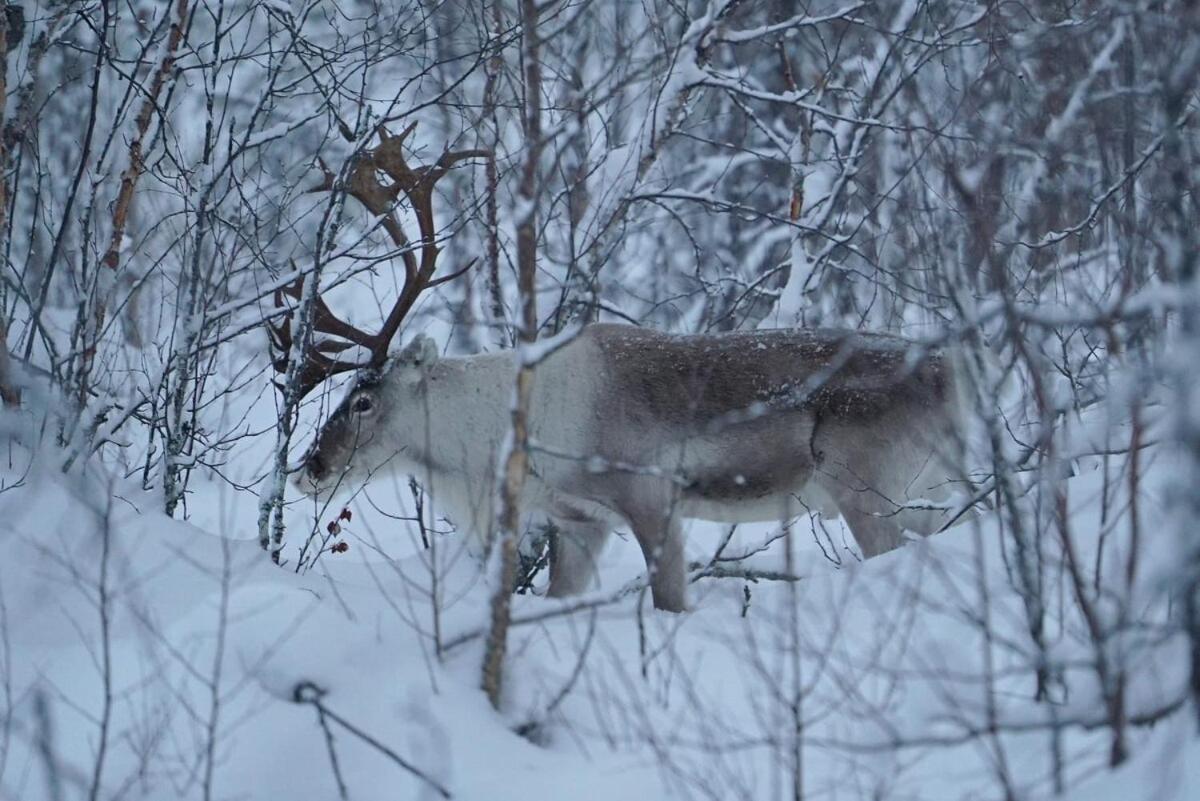 Viihtyisae Moekki Riekkojen Mailla Hetassa Villa Enontekiö Екстериор снимка